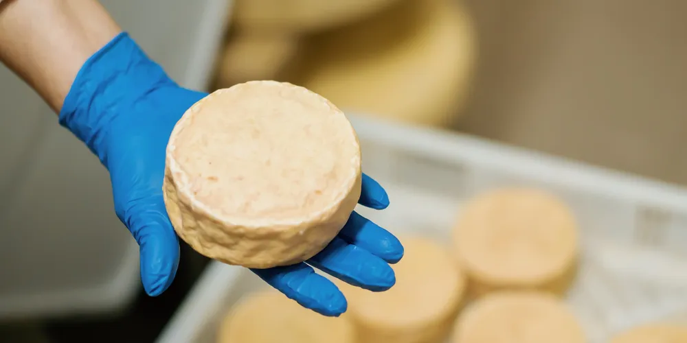 Kaas-kaasindustrie-nitril-handschoen-opslag-hand-kaas-1000x500.webp