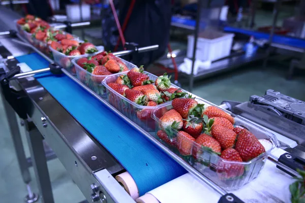 aardbeien-lopende-band-proces-productie-bakjes-food-600x400.webp