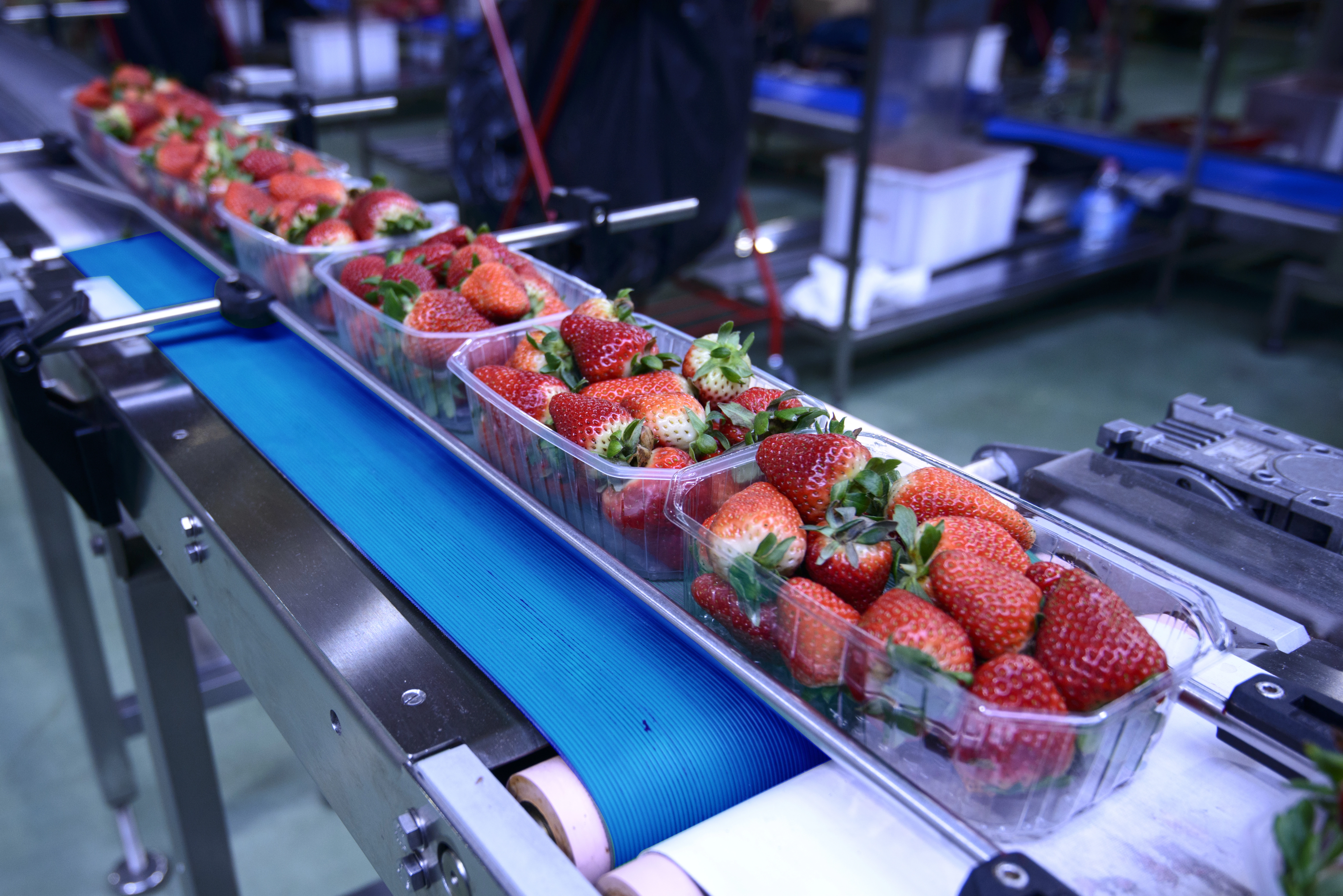 Aardappelen, groenten en fruit