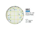 Plaque de comptage d'E. coli NEOGEN 6435 Petrifilm Select, 500 unités